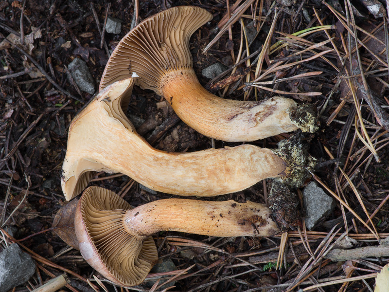 Chroogomphus purpurascens